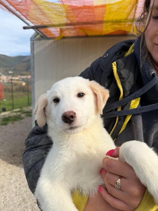 Simba e Baron cuccioli in cerca di casa  Foto 6