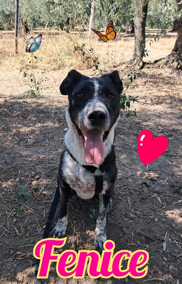 Fenice Cagnolina Taglia Media