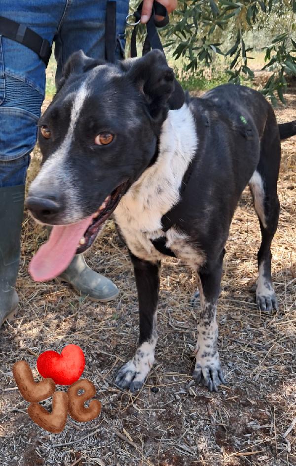 Fenice cagnolina taglia media Foto 2