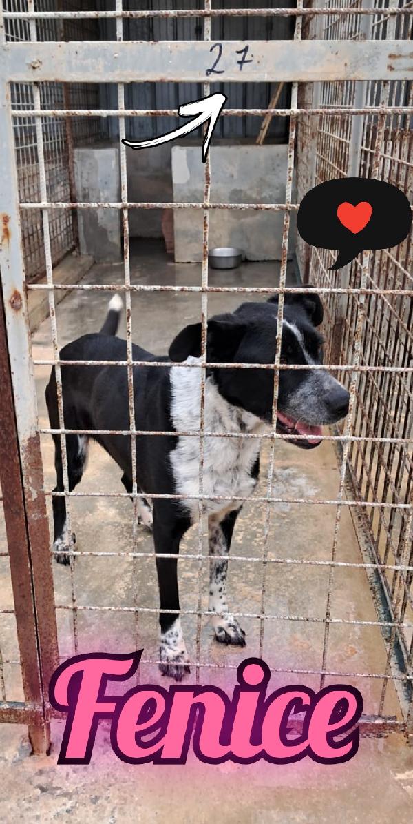 Fenice cagnolina taglia media Foto 3