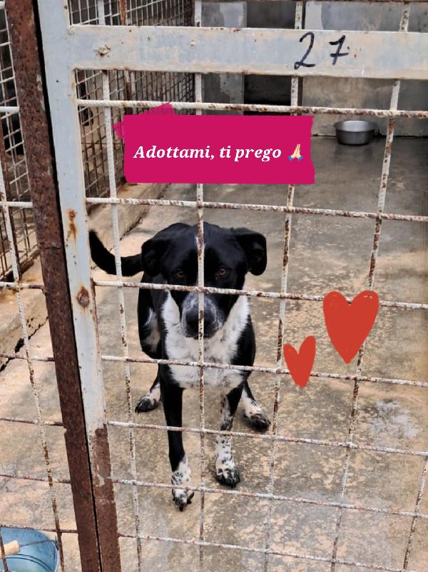 Fenice cagnolina taglia media Foto 4