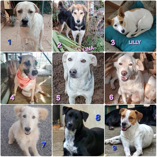 Una Famiglia Per Natale 