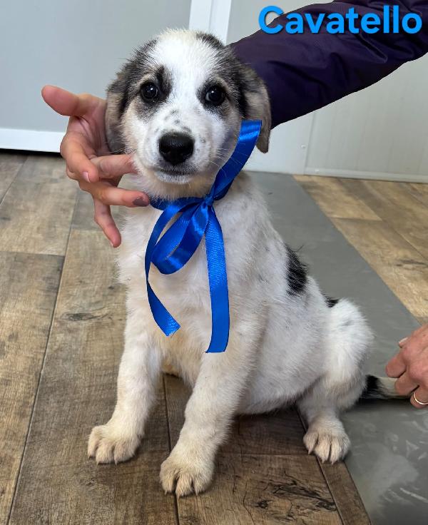 Cavatello Cucciolo Maschio Taglia Medio Grande