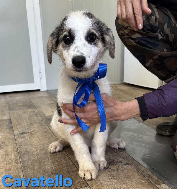 CAVATELLO CUCCIOLO MASCHIO TAGLIA MEDIO GRANDE Foto 2