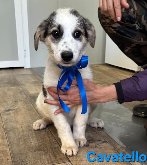 CAVATELLO CUCCIOLO MASCHIO TAGLIA MEDIO GRANDE Foto 3