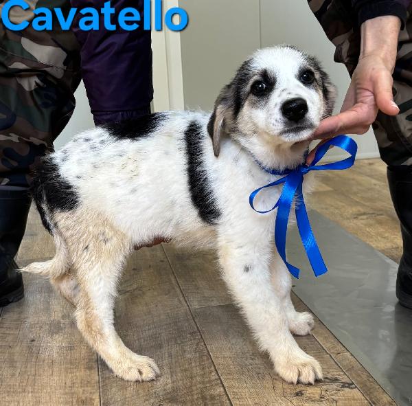 CAVATELLO CUCCIOLO MASCHIO TAGLIA MEDIO GRANDE Foto 4