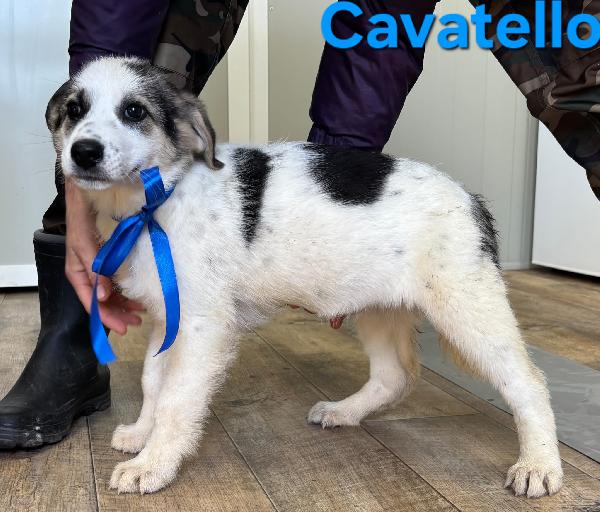 CAVATELLO CUCCIOLO MASCHIO TAGLIA MEDIO GRANDE Foto 5