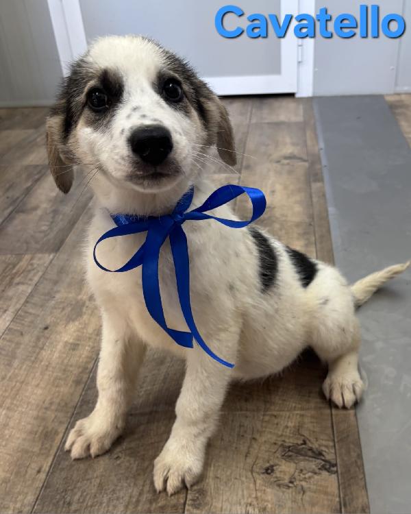 CAVATELLO CUCCIOLO MASCHIO TAGLIA MEDIO GRANDE Foto 6