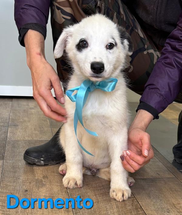 Dormento Cucciolo Maschio Taglio Medio Grande