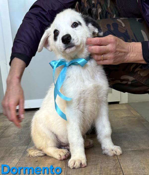 DORMENTO CUCCIOLO MASCHIO TAGLIO MEDIO GRANDE Foto 2