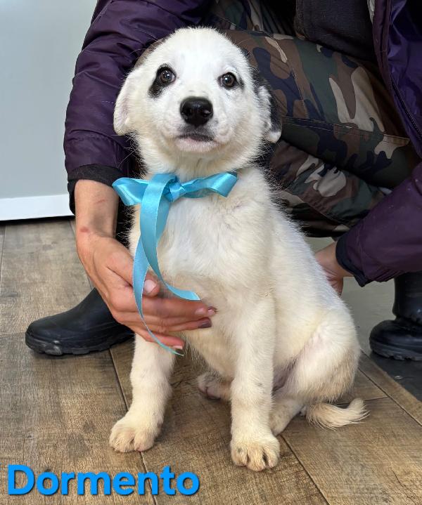 DORMENTO CUCCIOLO MASCHIO TAGLIO MEDIO GRANDE Foto 3