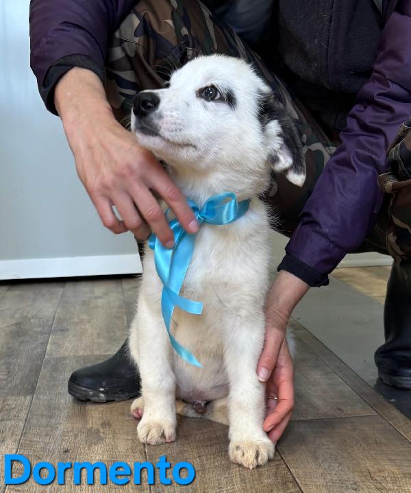 DORMENTO CUCCIOLO MASCHIO TAGLIO MEDIO GRANDE Foto 4
