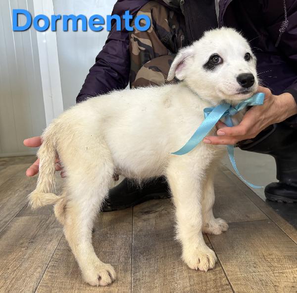 DORMENTO CUCCIOLO MASCHIO TAGLIO MEDIO GRANDE Foto 5