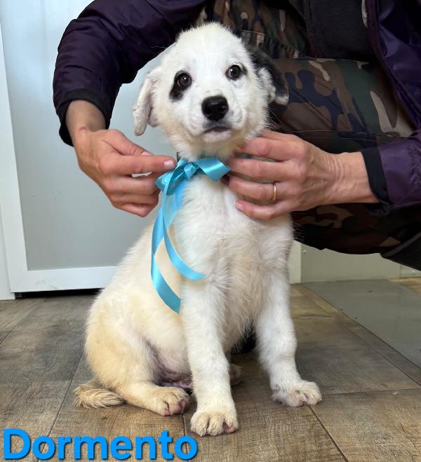 DORMENTO CUCCIOLO MASCHIO TAGLIO MEDIO GRANDE Foto 6