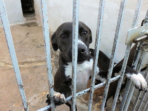 Beatrice, taglia mediopiccola Foto 5