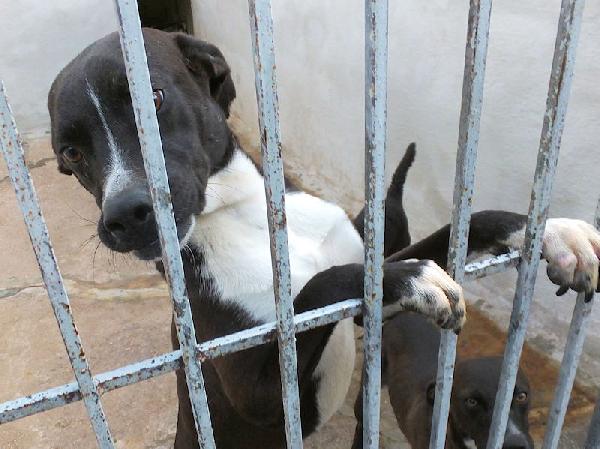 Beatrice, taglia mediopiccola Foto 6