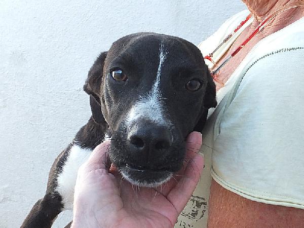 Beatrice, taglia mediopiccola Foto 7