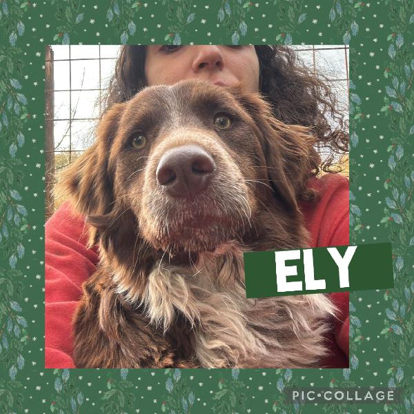 🌟🐾 Ely 🐾🌟 Bellissimo E Dolce Taglia Medio Contenuta In Adozione 
