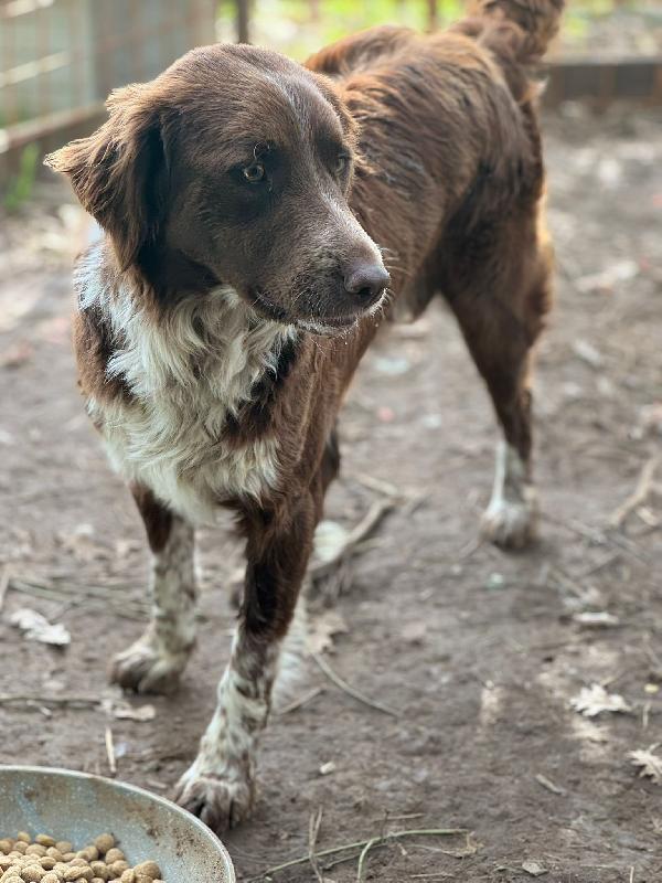 🌟🐾 ely 🐾🌟 bellissimo e dolce taglia medio contenuta in adozione  Foto 5