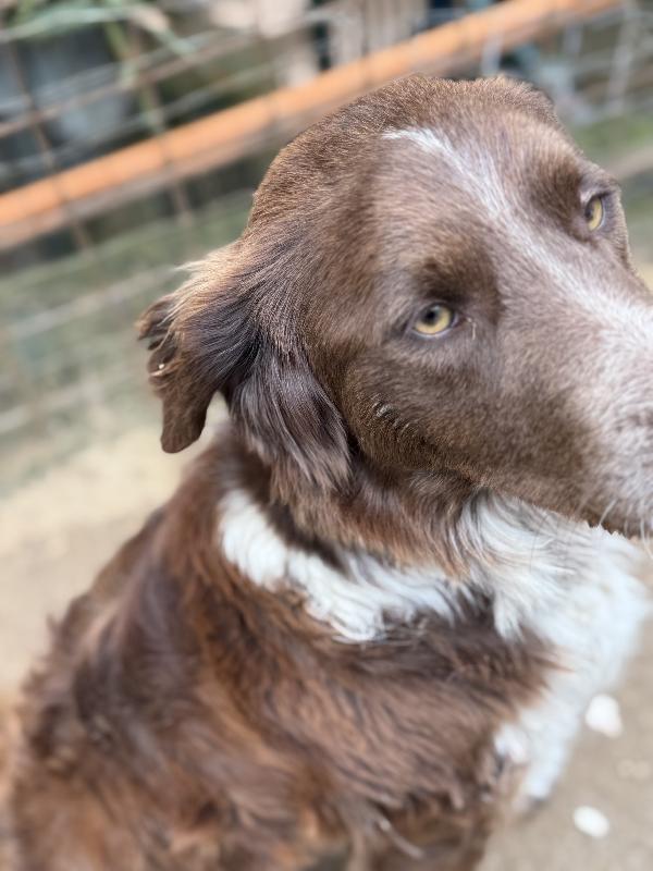 🌟🐾 ely 🐾🌟 bellissimo e dolce taglia medio contenuta in adozione  Foto 6