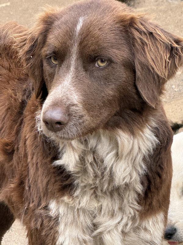 🌟🐾 ely 🐾🌟 bellissimo e dolce taglia medio contenuta in adozione  Foto 7