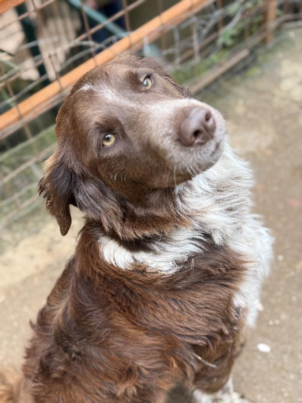 🌟🐾 ely 🐾🌟 bellissimo e dolce taglia medio contenuta in adozione  Foto 8