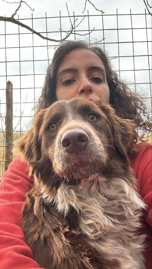 ✨🐾 ely 🐾✨ dolce e bellissimo taglia medio contenuta in adozione  Foto 3