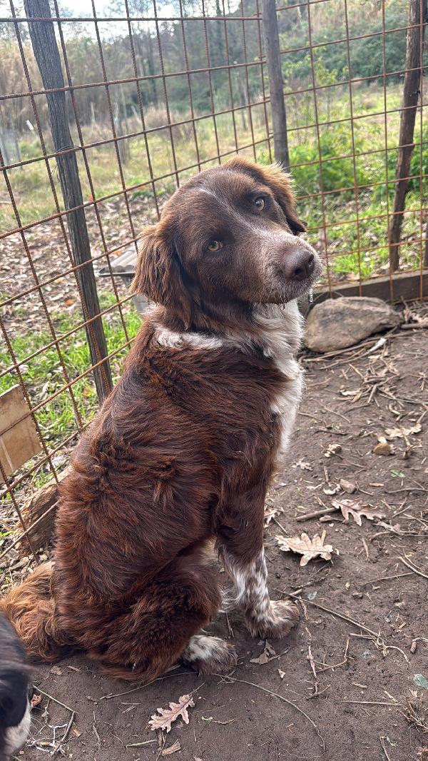 ✨🐾 ely 🐾✨ dolce e bellissimo taglia medio contenuta in adozione  Foto 4