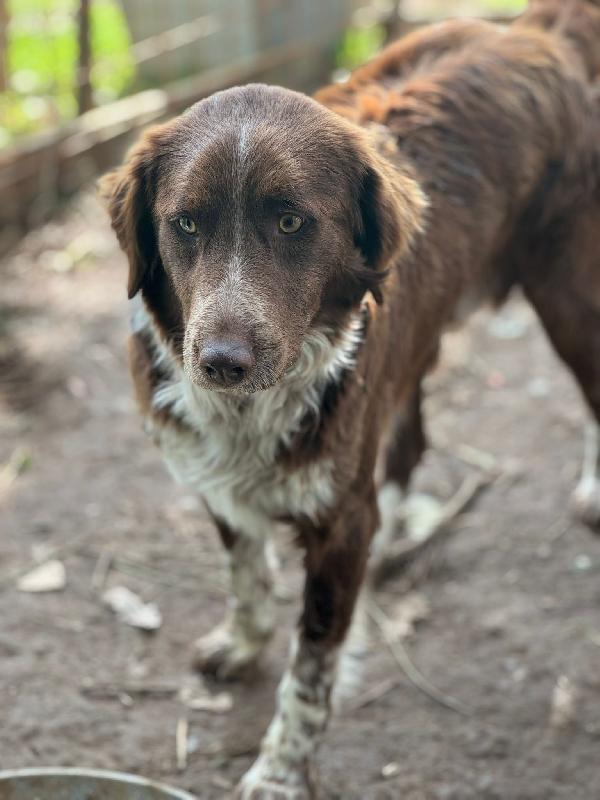 ✨🐾 ely 🐾✨ dolce e bellissimo taglia medio contenuta in adozione  Foto 6