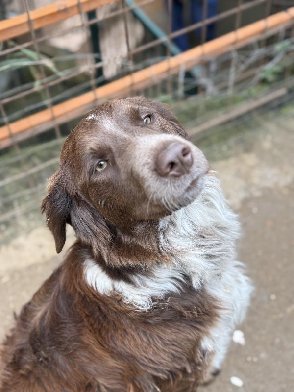 ✨🐾 ely 🐾✨ dolce e bellissimo taglia medio contenuta in adozione  Foto 7