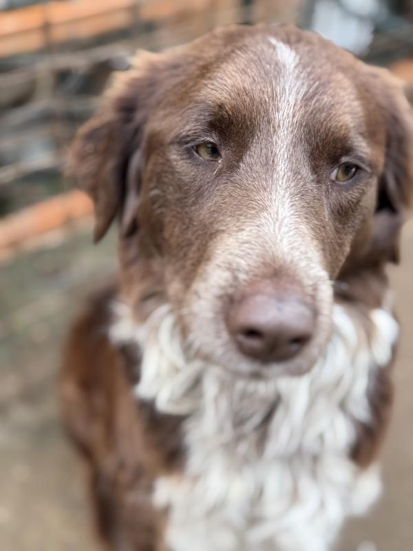 ✨🐾 ely 🐾✨ dolce e bellissimo taglia medio contenuta in adozione  Foto 8