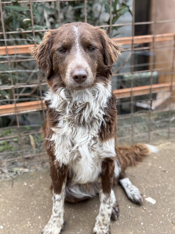 ✨🐾 ely 🐾✨ dolce e bellissimo taglia medio contenuta in adozione  Foto 9