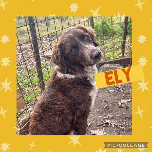♥️🐾 Ely 🐾♥️ Dolcissimo Taglia Medio Contenuta In Adozione 