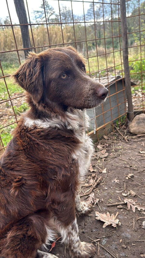 ♥️🐾 ely 🐾♥️ dolcissimo taglia medio contenuta in adozione  Foto 2