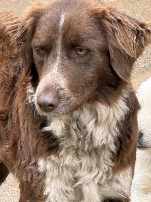 ♥️🐾 ely 🐾♥️ dolcissimo taglia medio contenuta in adozione  Foto 4