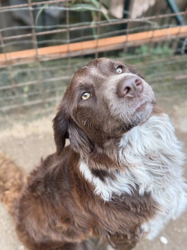 ♥️🐾 ely 🐾♥️ dolcissimo taglia medio contenuta in adozione  Foto 5