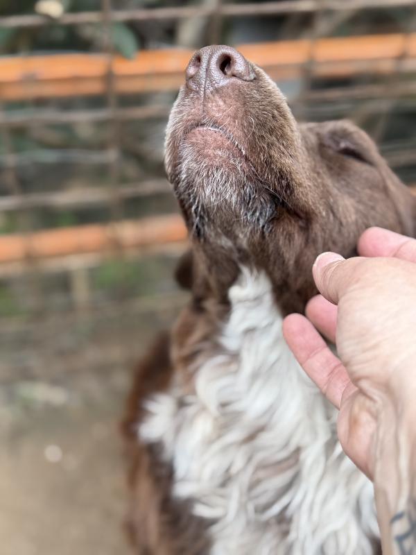 ♥️🐾 ely 🐾♥️ dolcissimo taglia medio contenuta in adozione  Foto 6