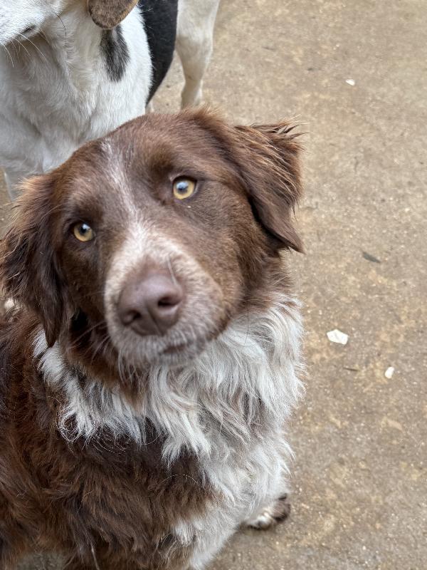♥️🐾 ely 🐾♥️ dolcissimo taglia medio contenuta in adozione  Foto 7