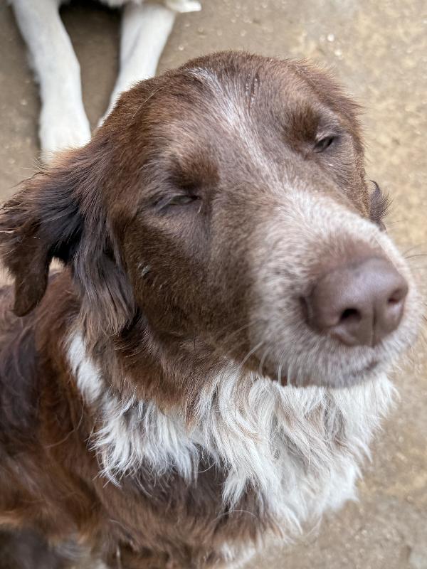 ♥️🐾 ely 🐾♥️ dolcissimo taglia medio contenuta in adozione  Foto 8