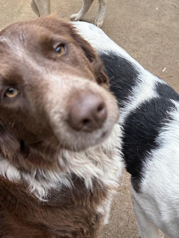 ♥️🐾 ely 🐾♥️ dolcissimo taglia medio contenuta in adozione  Foto 9