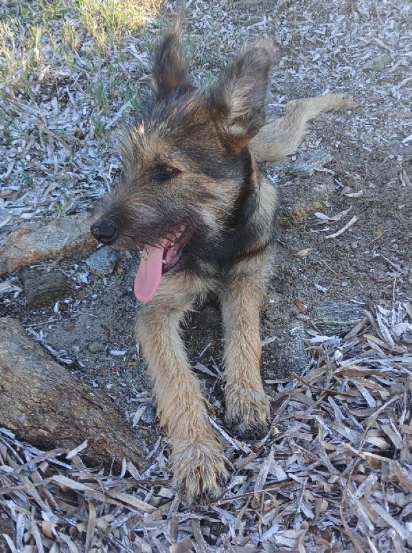 Oreste 6/7mesi splendido PRESTO IN CANILE! Foto 3