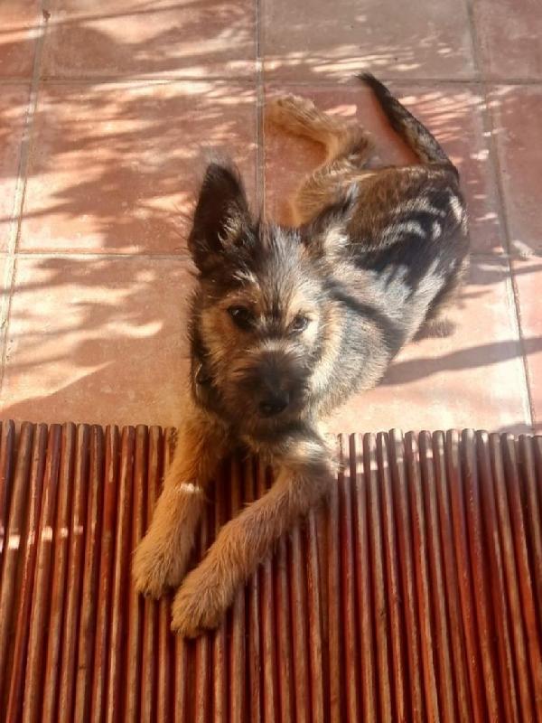 Oreste 6/7mesi splendido PRESTO IN CANILE! Foto 4