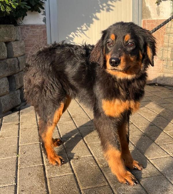 INDIA  ISOTTA  ITACA  HOVAVART Foto 2