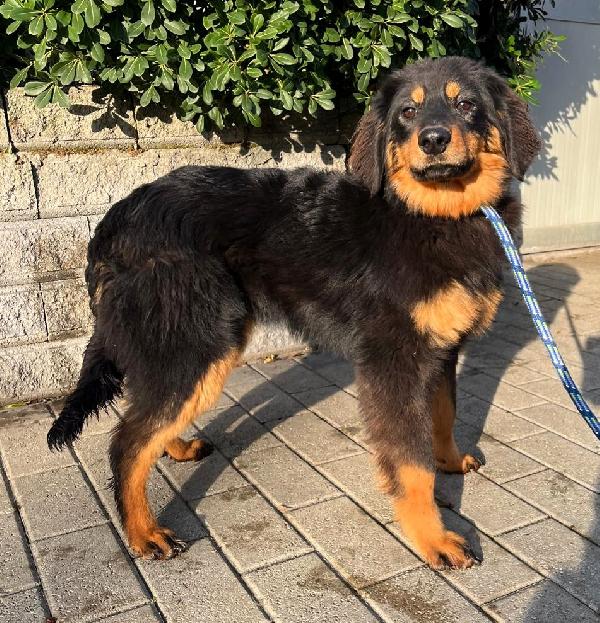 INDIA  ISOTTA  ITACA  HOVAVART Foto 3