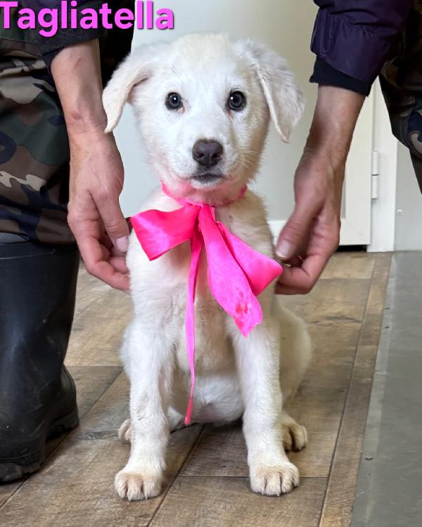 Tagliatella Cucciola Taglia Medio Grande