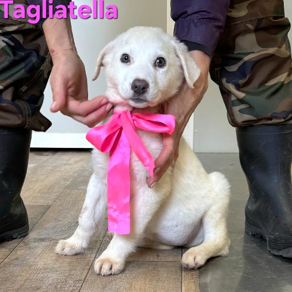 TAGLIATELLA CUCCIOLA TAGLIA MEDIO GRANDE Foto 2