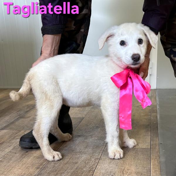 TAGLIATELLA CUCCIOLA TAGLIA MEDIO GRANDE Foto 3