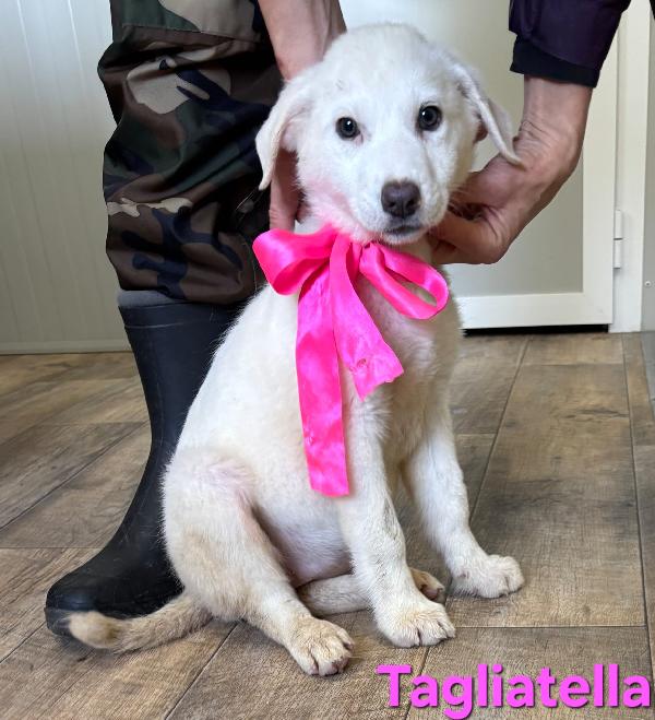 TAGLIATELLA CUCCIOLA TAGLIA MEDIO GRANDE Foto 4