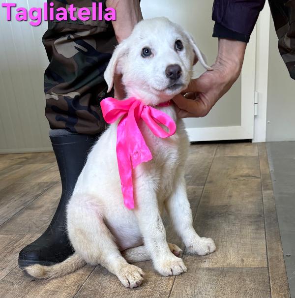 TAGLIATELLA CUCCIOLA TAGLIA MEDIO GRANDE Foto 5