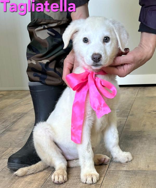 TAGLIATELLA CUCCIOLA TAGLIA MEDIO GRANDE Foto 6